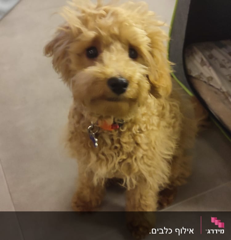 כלב קטן עם קולר יושב על הרצפה